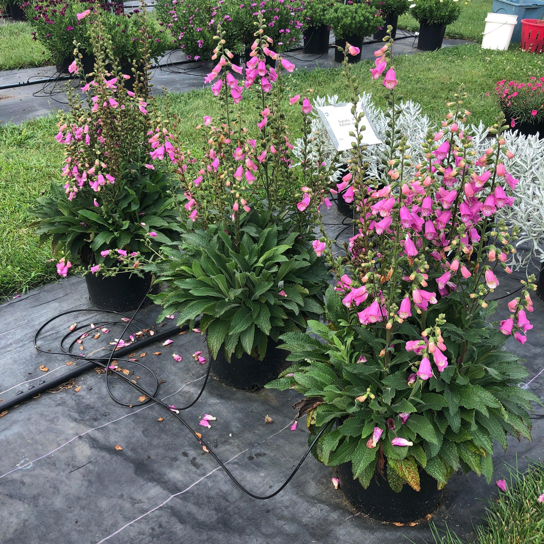 Digitalis x 'Pink Panther'~ Monrovia® Pink Panther Foxglove-ServeScape