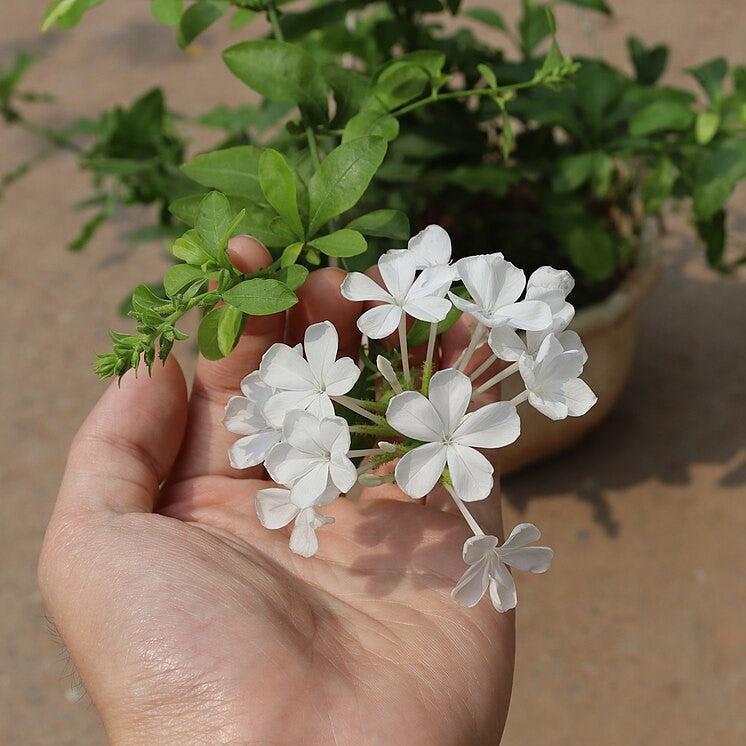 Plumbago auriculata 'alba' ~ White Plumbago-ServeScape