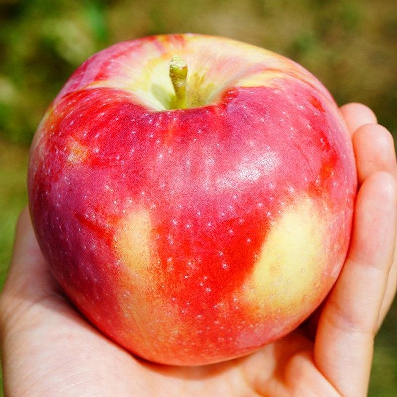 Malus domestica 'McIntosh' ~ McIntosh Apple-ServeScape