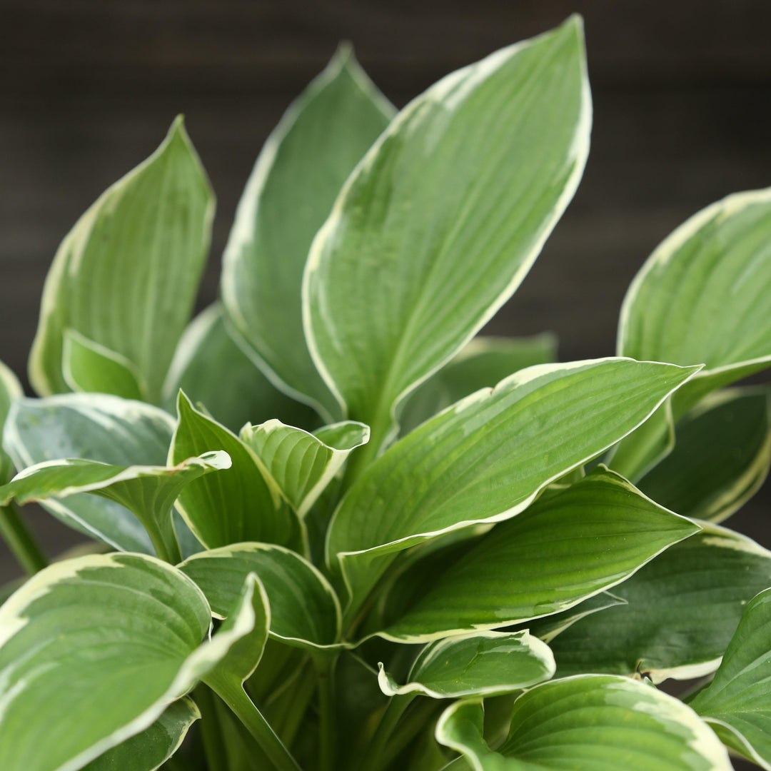 Hosta 'Francee' ~ Francee Hosta-ServeScape