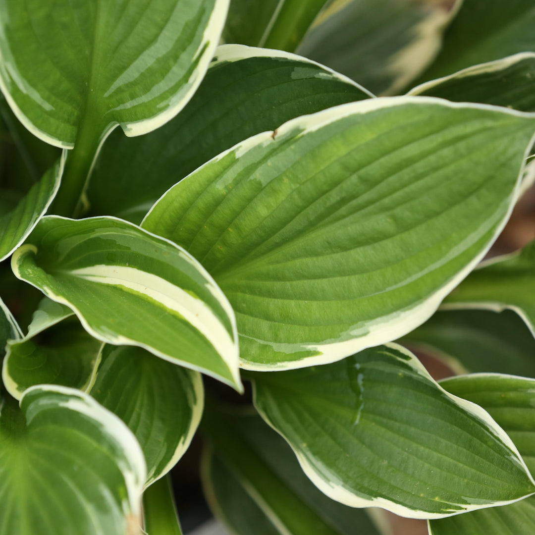 Hosta 'Francee' ~ Francee Hosta-ServeScape