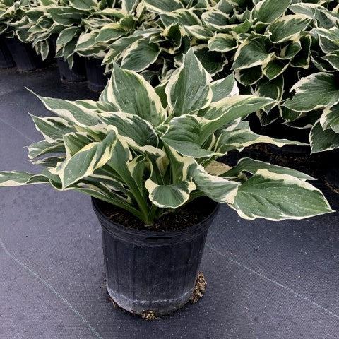 Hosta 'Patriot' ~ Patriot Hosta-ServeScape