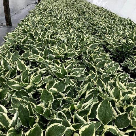 Hosta 'Patriot' ~ Patriot Hosta-ServeScape