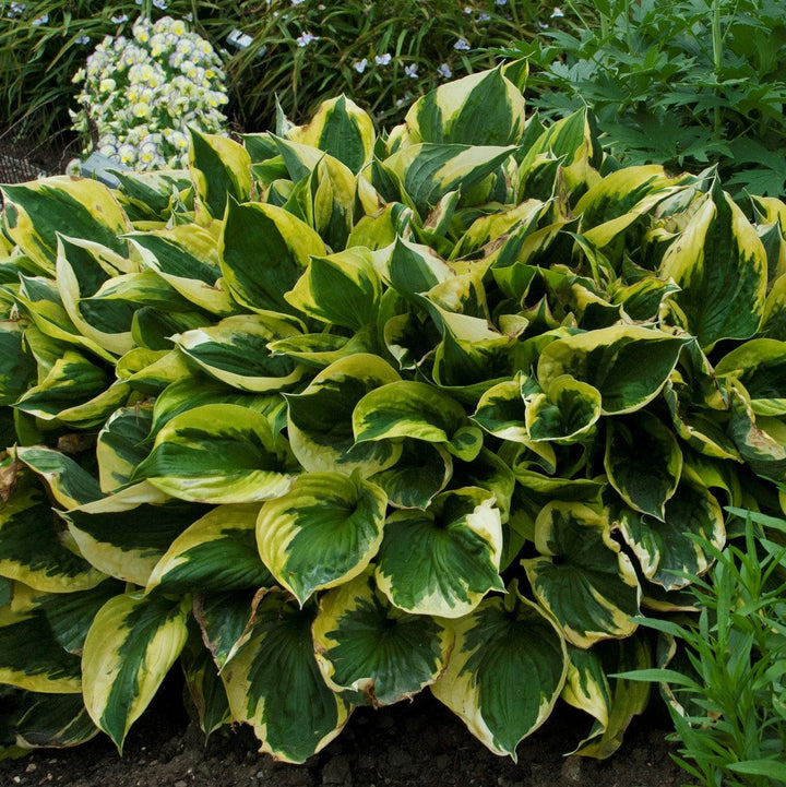 Hosta 'Twilight' ~ Twilight Hosta-ServeScape