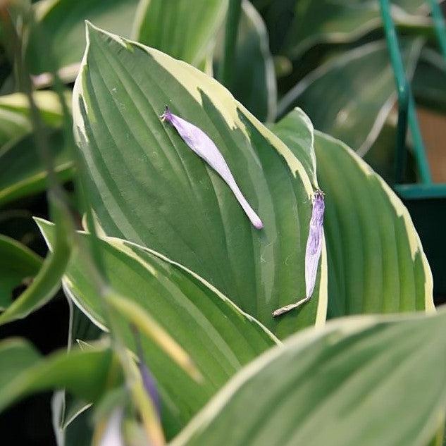 Hosta 'Francee' ~ Francee Hosta-ServeScape