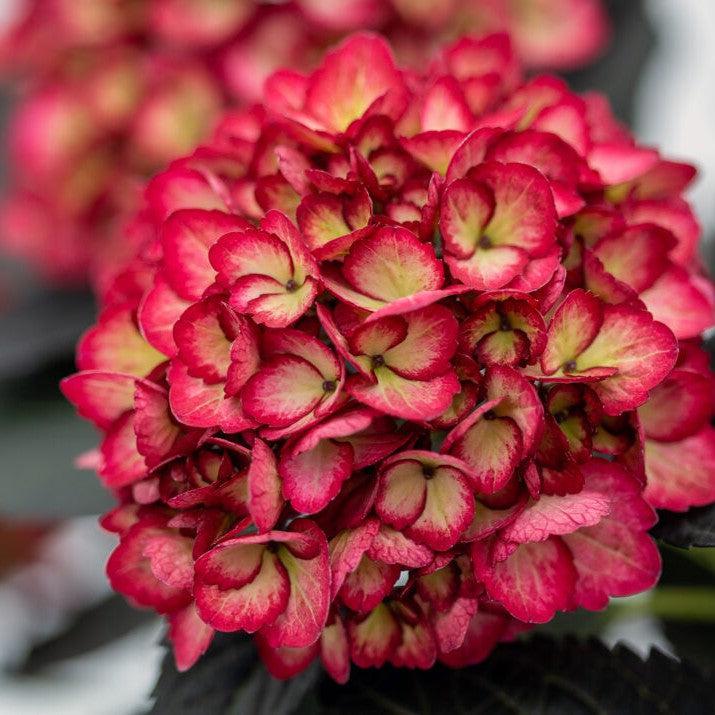 Hydrangea macrophylla 'Bailmacseven' ~ Eclipse® Hydrangea-ServeScape