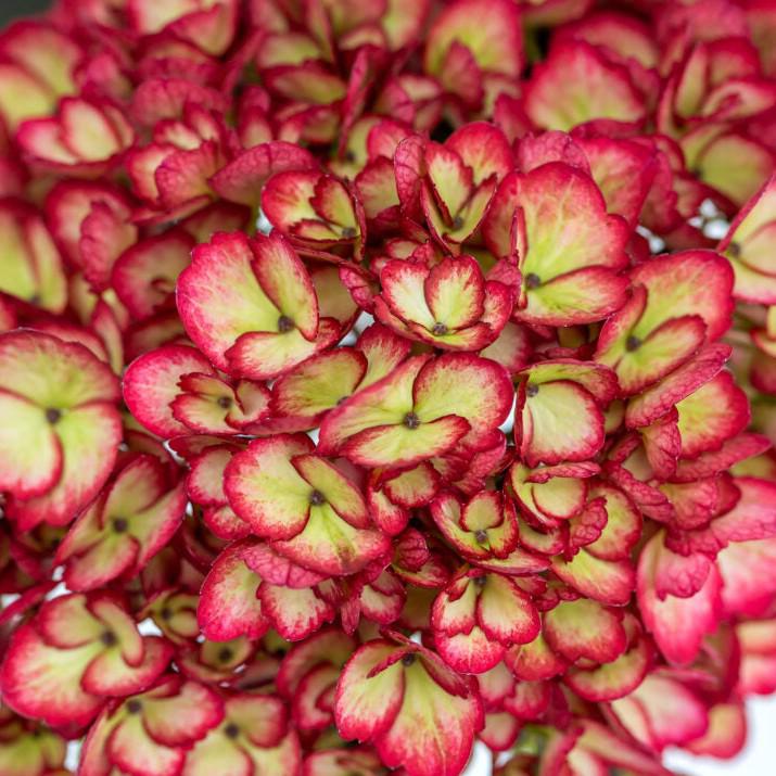 Hydrangea macrophylla 'Bailmacseven' ~ Eclipse® Hydrangea-ServeScape