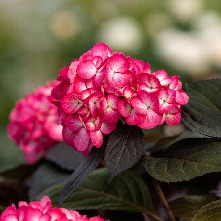 Hydrangea macrophylla 'Bailmacseven' ~ Eclipse® Hydrangea-ServeScape