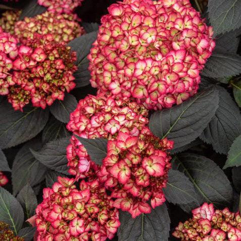 Hydrangea macrophylla 'Bailmacseven' ~ Eclipse® Hydrangea-ServeScape