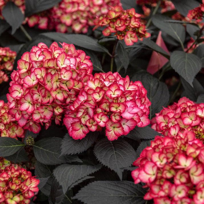 Hydrangea macrophylla 'Bailmacseven' ~ Eclipse® Hydrangea-ServeScape