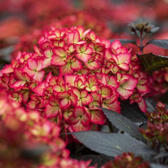 Hydrangea macrophylla 'Bailmacseven' ~ Eclipse® Hydrangea-ServeScape