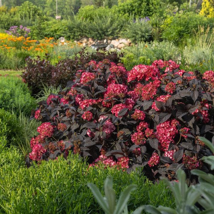 Hydrangea macrophylla 'Bailmacseven' ~ Eclipse® Hydrangea-ServeScape