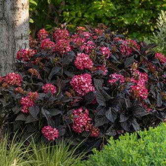 Hydrangea macrophylla 'Bailmacseven' ~ Eclipse® Hydrangea-ServeScape