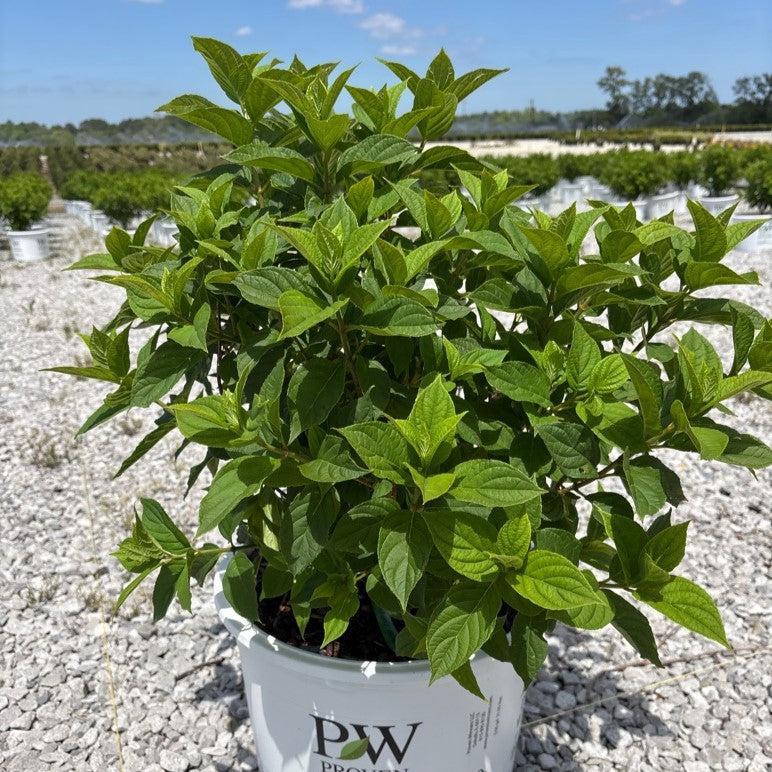 Hydrangea paniculata 'Jane' PP22,330 ~ Proven Winners® Little Lime® Hydrangea-ServeScape