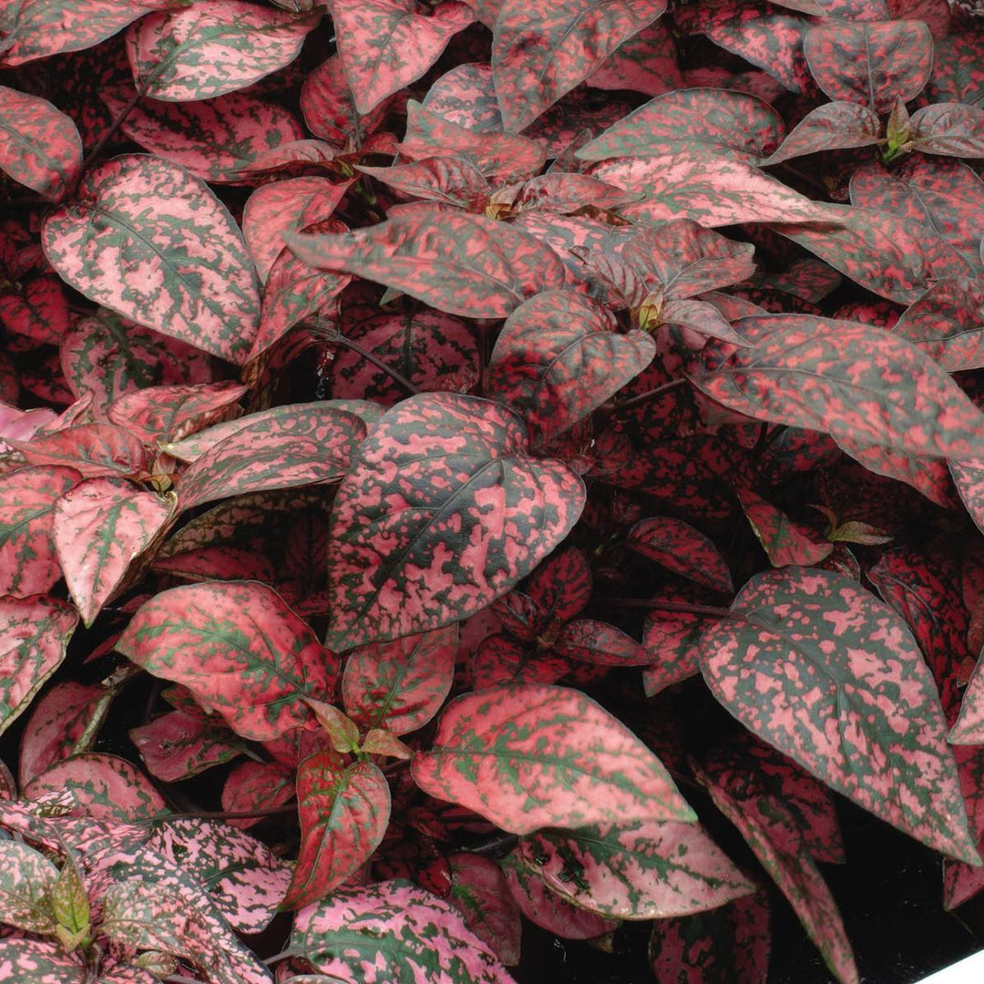 Hypoestes phyllostachya 'Red Splash' ~ Red Splash Polka Dot Plant-ServeScape
