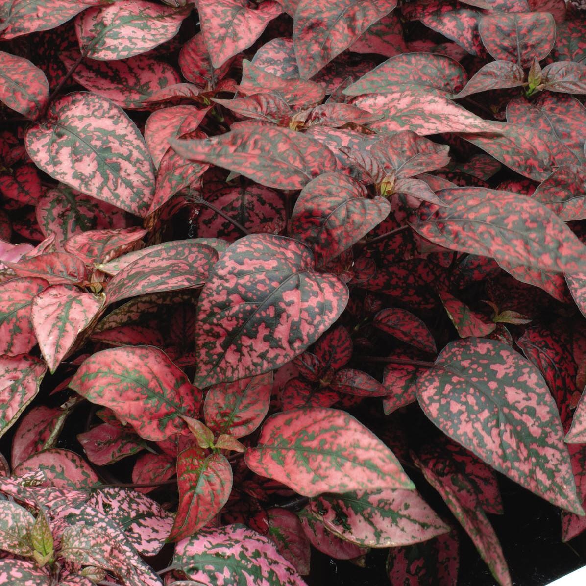 Hypoestes phyllostachya 'Red Splash' ~ Red Splash Polka Dot Plant-ServeScape