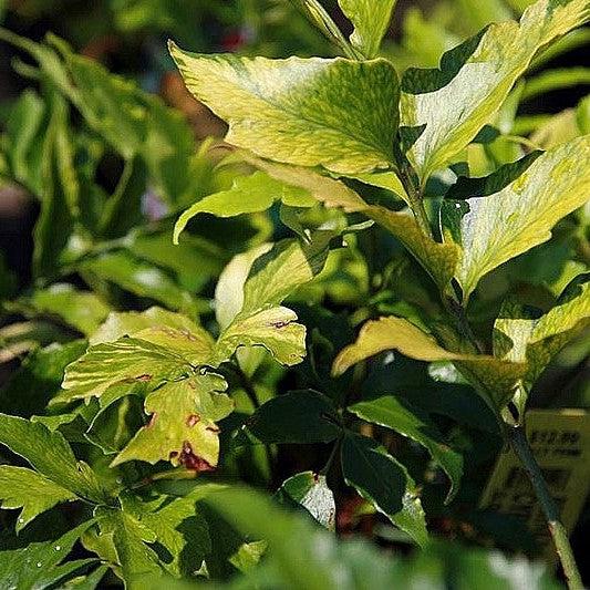 Cyrtomium falcatum 'Rochfordianum' ~ Monrovia® Rochford's Holly Fern-ServeScape