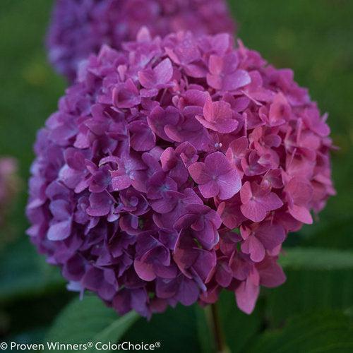 Hydrangea macrophylla 'SMNHMSIGMA' PP #26,929 ~ Monrovia® Let's Dance® Rave® Hydrangea-ServeScape