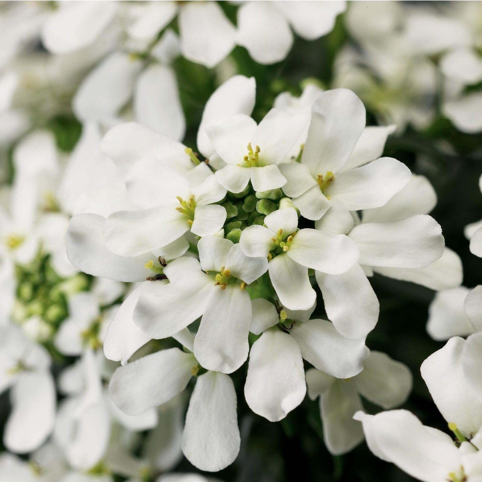 Iberis sempervirens 'Snow Cone' ~ Snow Cone Candytuft-ServeScape
