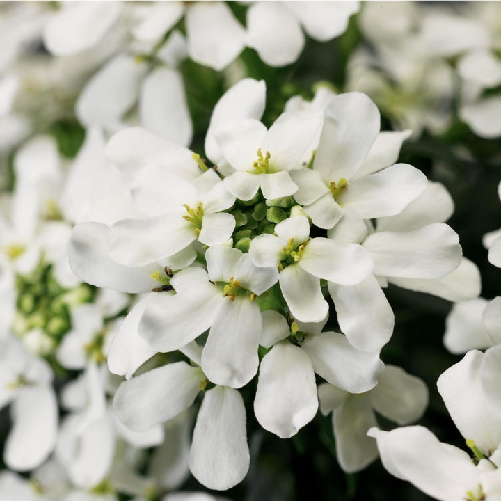 Iberis sempervirens 'Snow Cone' ~ Snow Cone Candytuft-ServeScape