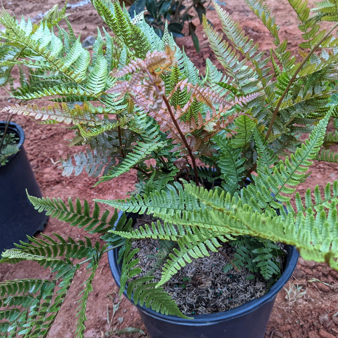 Dryopteris erythrosora ~ Monrovia® Autumn Fern-ServeScape