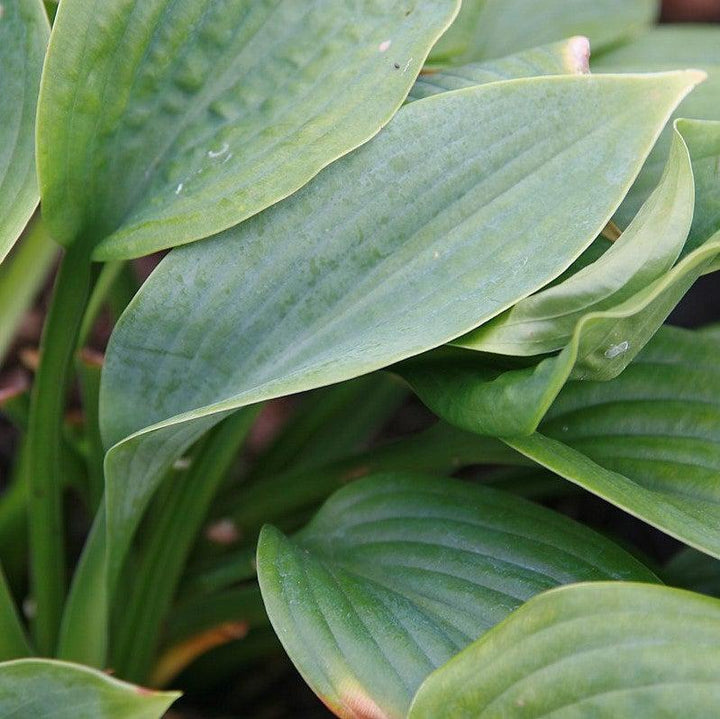Hosta 'Fragrant Blue' ~ Monrovia® Fragrant Blue Hosta-ServeScape
