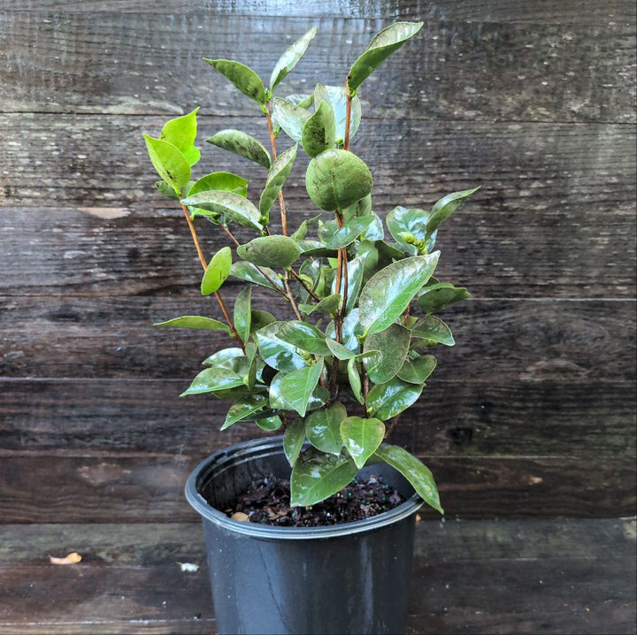 Camellia japonica 'Elizabeth Ann' ~ Elizabeth Ann Camellia-ServeScape