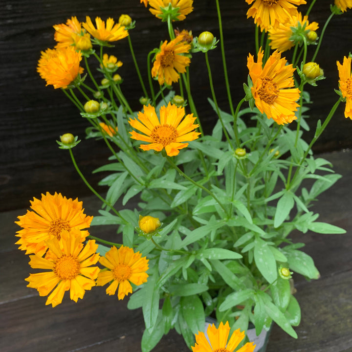 Coreopsis x 'Jethro Tull' ~ Jethro Tull Fluted Coreopsis-ServeScape