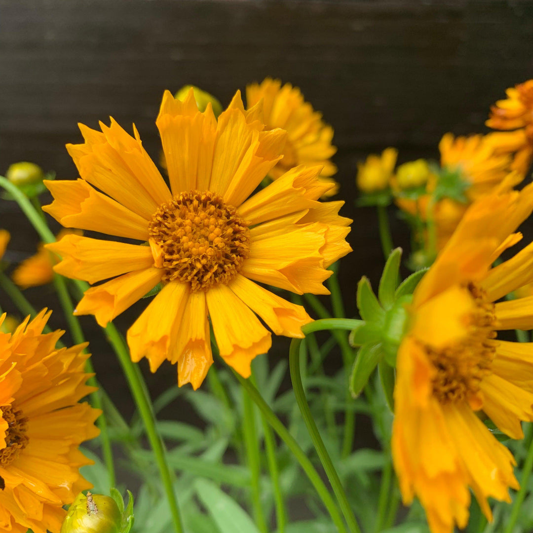 Coreopsis x 'Jethro Tull' ~ Jethro Tull Fluted Coreopsis-ServeScape