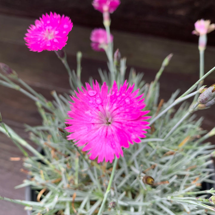 Dianthus gratianapolitanus 'Firewitch' ~ Firewitch Dianthus, Cheddar Pink-ServeScape
