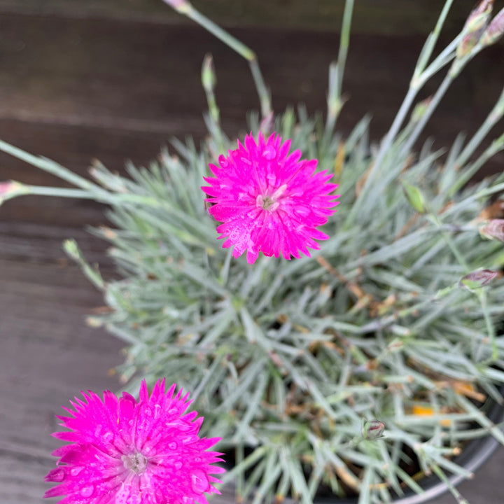 Dianthus gratianapolitanus 'Firewitch' ~ Firewitch Dianthus, Cheddar Pink-ServeScape