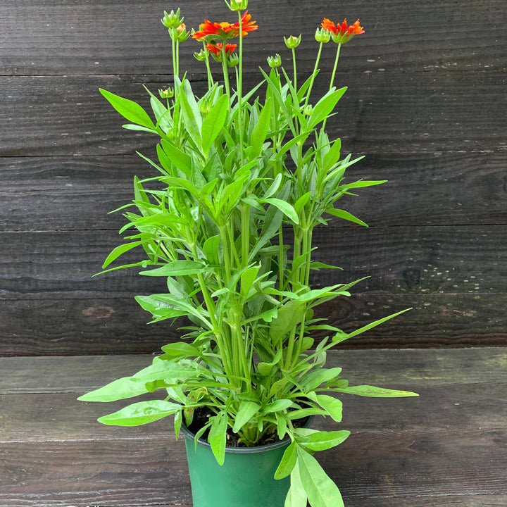 Coreopsis 'Baluptred' PP3386' ~ Uptick™ Red Coreopsis-ServeScape