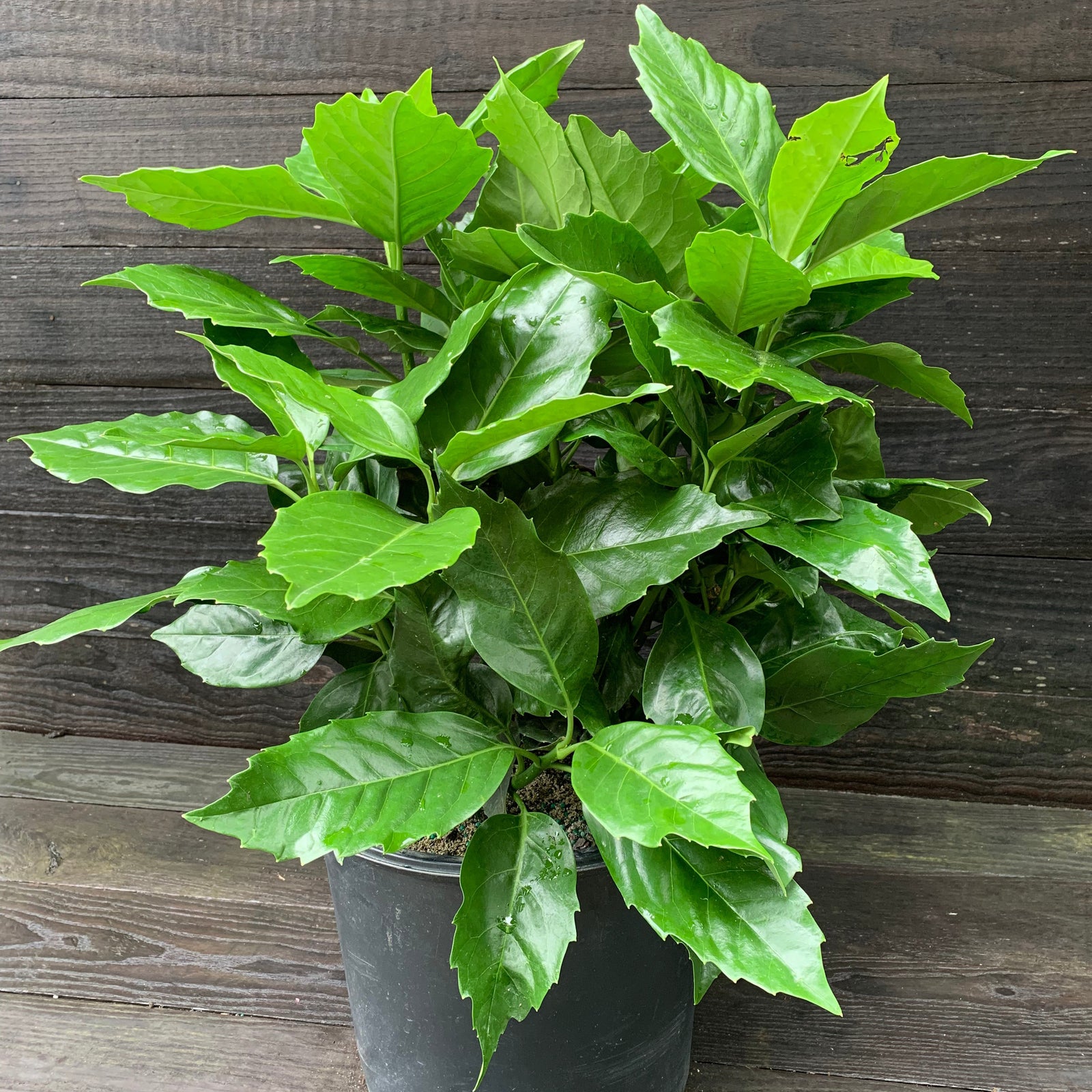 Aucuba japonica 'Rozannie' ~ Rozannie Japanese Aucuba-ServeScape