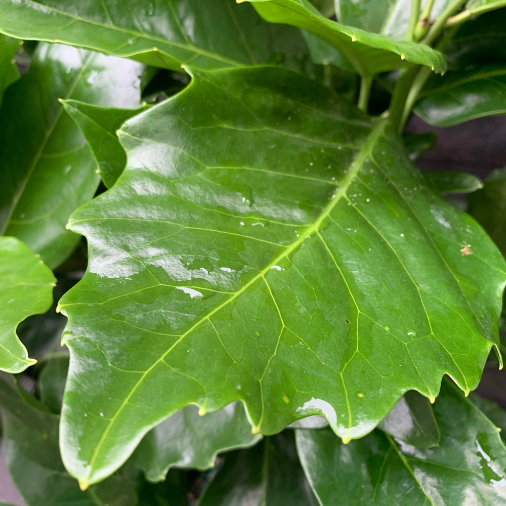 Aucuba japonica 'Rozannie' ~ Rozannie Japanese Aucuba-ServeScape