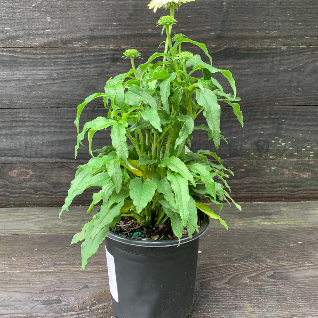 Echinacea purpurea 'PowWow White' ~ PowWow® White Echinacea, Coneflower-ServeScape