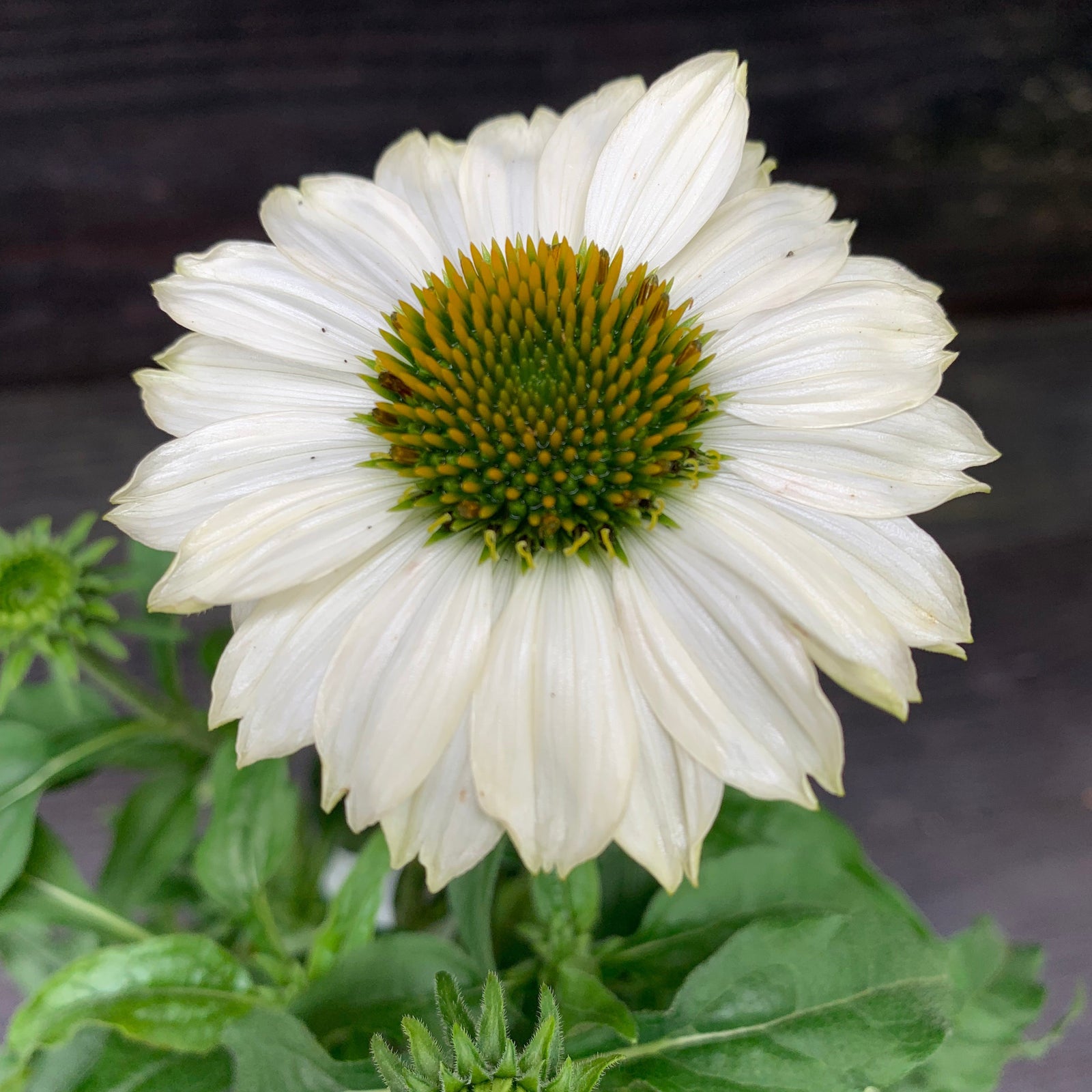 Echinacea purpurea 'PowWow White' ~ PowWow® White Echinacea, Coneflower-ServeScape