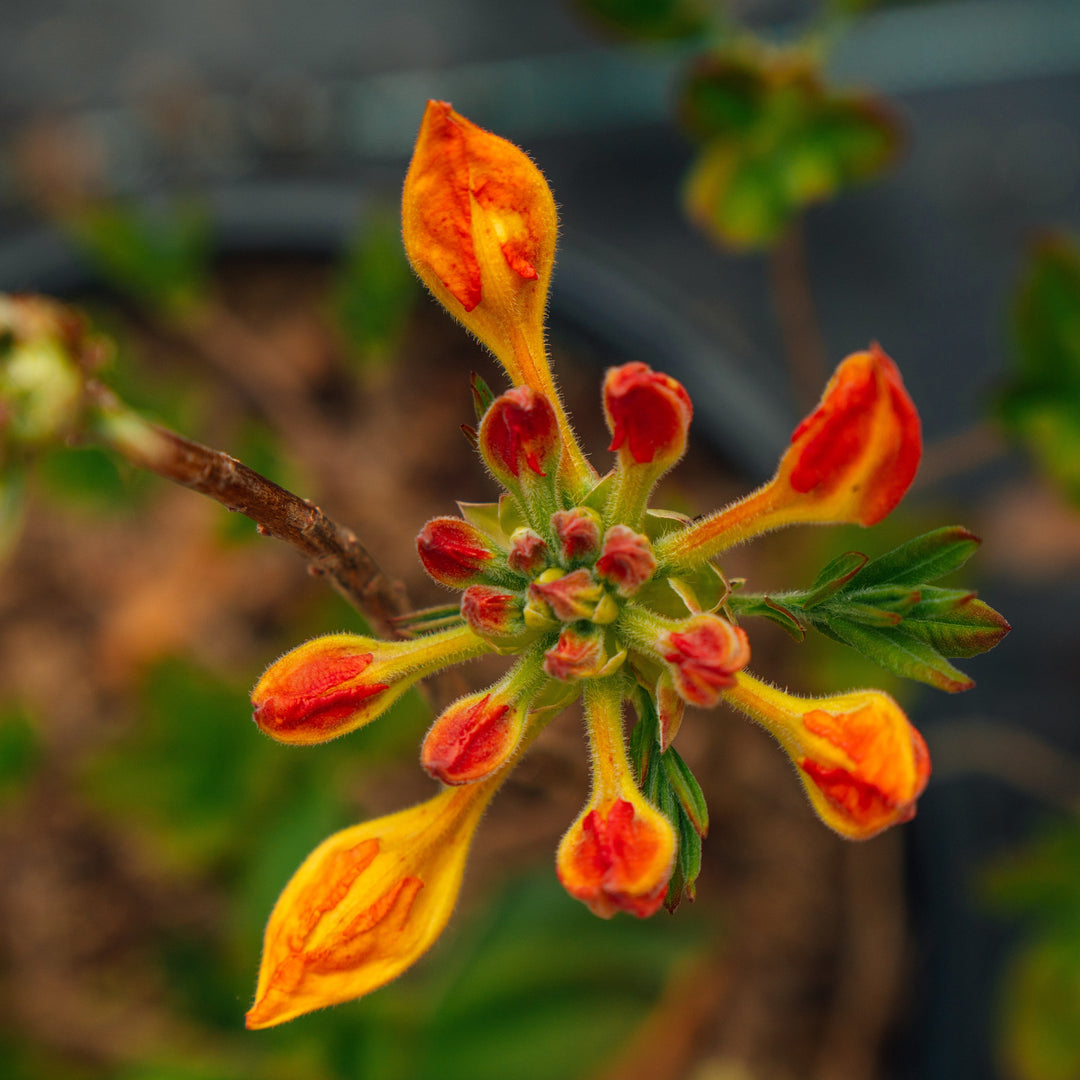 Rhododendron ‘QbackB’ PP27083 ~ Azalea Sunbow® Solar Flare-ServeScape