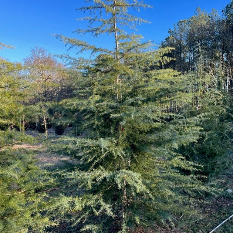 Cedrus deodara ~ Deodar Cedar-ServeScape