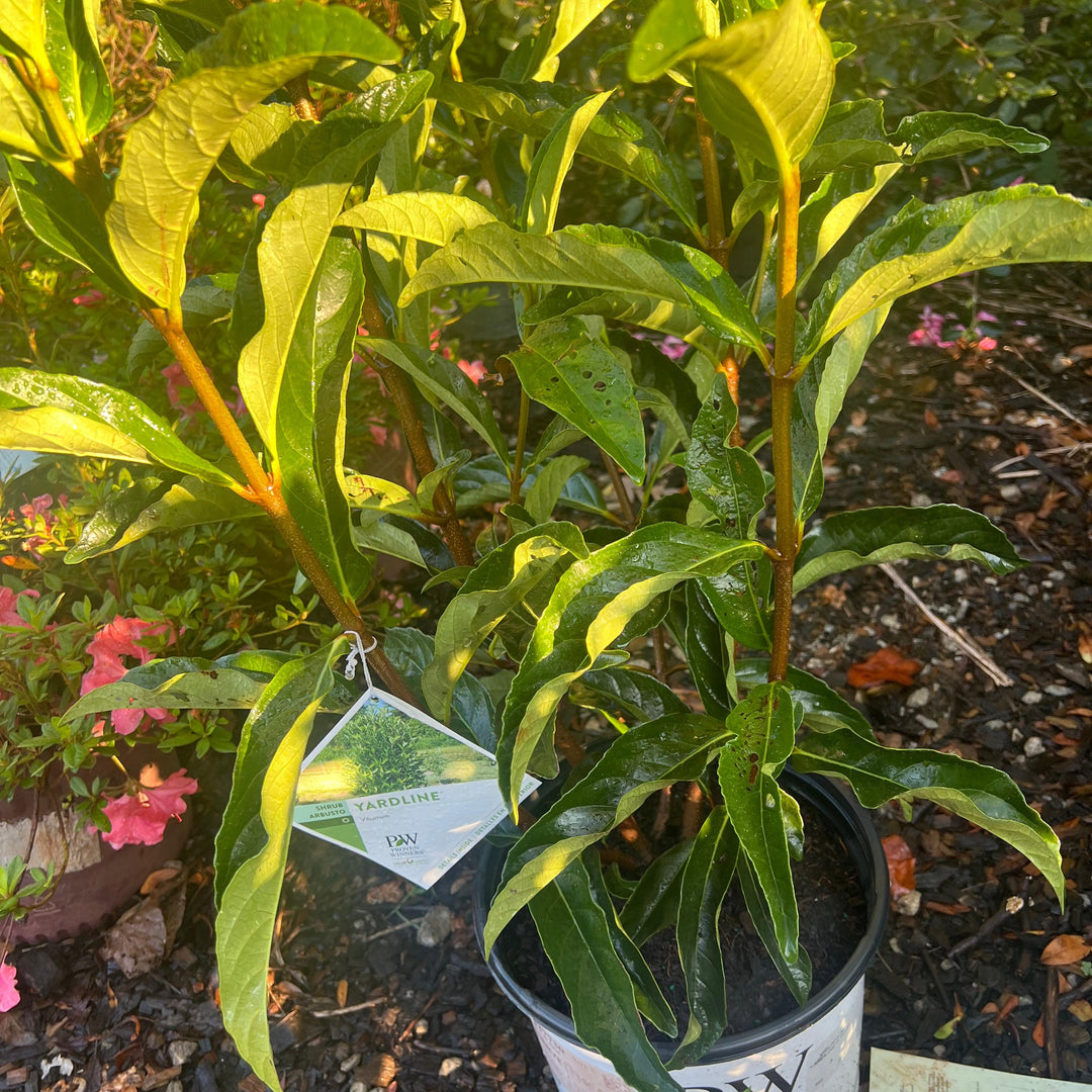 Viburnum x 'NCVX5' ~ Yardline™ Viburnum ~ Overstock-ServeScape