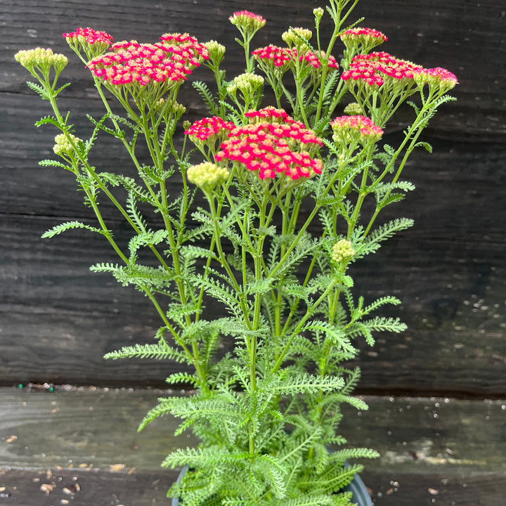 Achillea millefolium 'Balvinred' PP25618~ New Vintage™ Red Yarrow-ServeScape