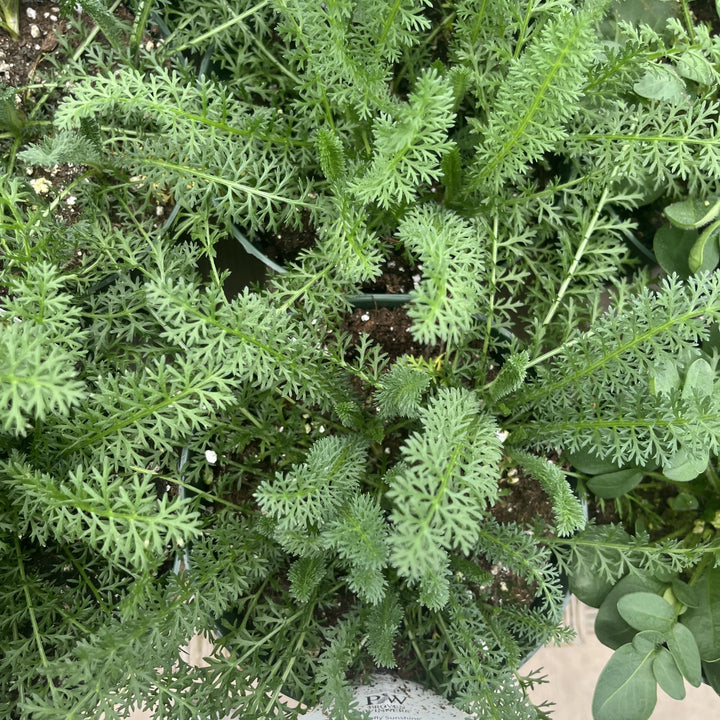 Achillea ’Firefly Sunshine’ ~ Firefly Sunshine Yarrow-ServeScape