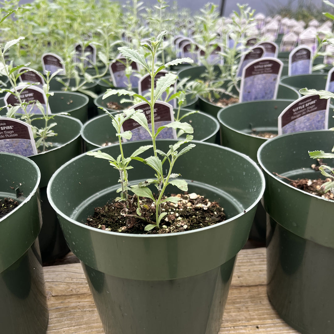 Perovskia atriplicifolia 'Little Spire' ~ Little Spire Russian Sage-ServeScape