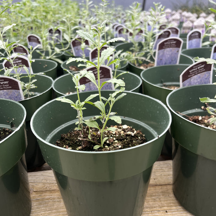 Perovskia atriplicifolia 'Little Spire' ~ Little Spire Russian Sage-ServeScape