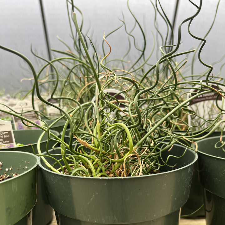 Juncus effusus 'Big Twister' ~ Big Twister Corkscrew Rush-ServeScape