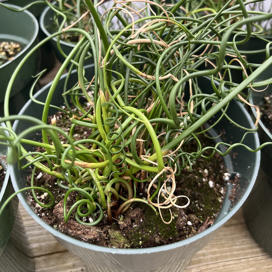 Juncus effusus 'Big Twister' ~ Big Twister Corkscrew Rush-ServeScape