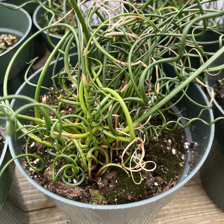 Juncus effusus 'Big Twister' ~ Big Twister Corkscrew Rush-ServeScape