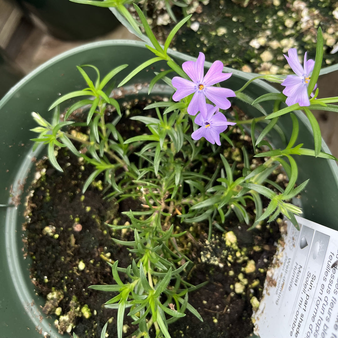 Phlox subulata 'Emerald Blue' ~ Emerald Blue Creeping Phlox-ServeScape