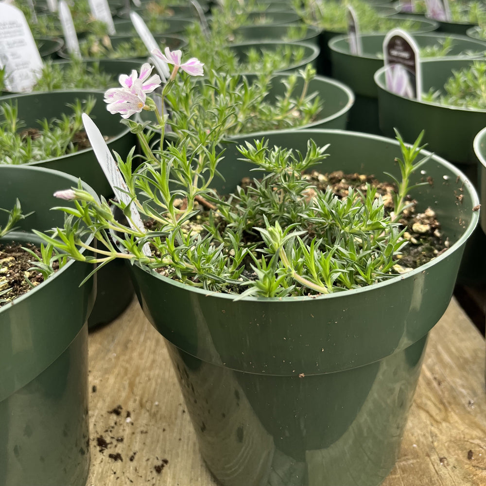 Phlox subulata 'Candy Stripes' ~ Candy Stripes Creeping Phlox-ServeScape