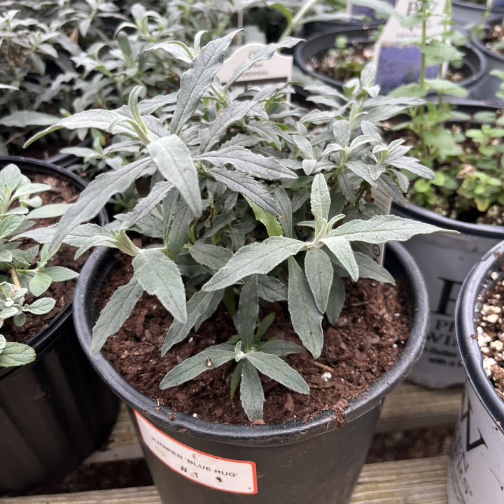 Buddleia davidii 'Lilac Cascade' ~ Lilac Cascade Butterfly Bush-ServeScape