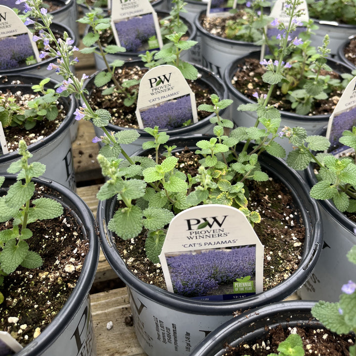 Nepeta x faassenii ‘Cat’s Pajamas’ ~ Cat's Pajamas Catmint-ServeScape